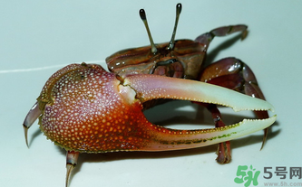 海蟹怎么保存？活海蟹怎么保存？