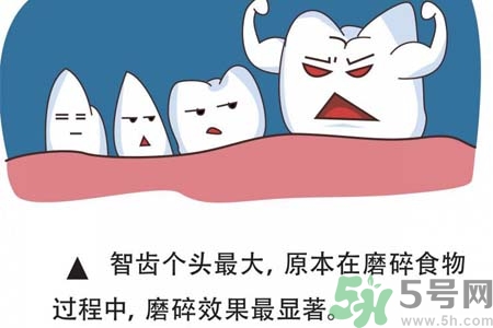 智齒一定要拔掉嗎？什么樣的智齒可以不拔？