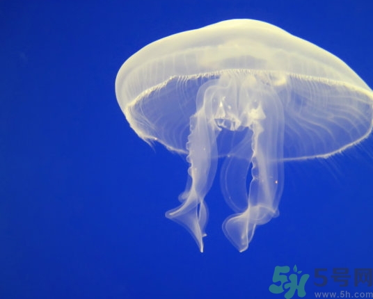 海蜇是水母嗎？海蜇和水母的區(qū)別