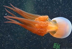 海蜇是水母嗎？海蜇和水母的區(qū)別