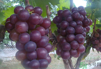 拉肚子能吃葡萄嗎？拉肚子吃什么食物好？