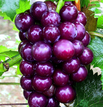 拉肚子能吃葡萄嗎？拉肚子吃什么食物好？