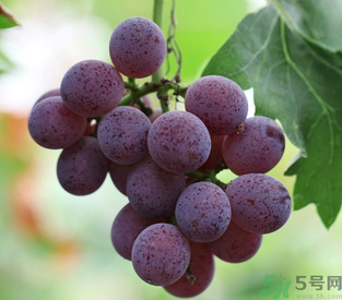 拉肚子能吃葡萄嗎？拉肚子吃什么食物好？