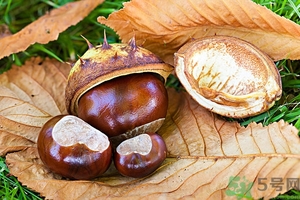 空腹能吃生板栗嗎？生吃板栗有什么好處？
