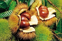 空腹能吃生板栗嗎？生吃板栗有什么好處？