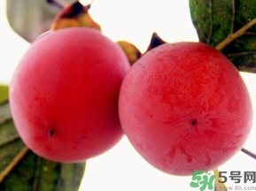 吃野柿子有什么好處？野柿子有什么藥用價值？