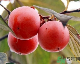 吃野柿子有什么好處？野柿子有什么藥用價值？