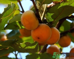 吃野柿子有什么好處？野柿子有什么藥用價值？