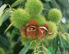 ?吃板栗會胖嗎？?吃板栗會不會發(fā)胖？