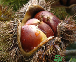 晚上吃板栗會胖嗎？晚上吃板栗好嗎？