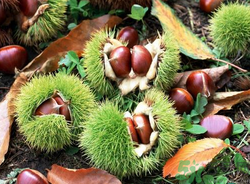 吃板栗會(huì)便秘嗎？板栗吃多了會(huì)便秘嗎？