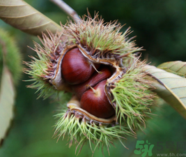 吃板栗會(huì)便秘嗎？板栗吃多了會(huì)便秘嗎？