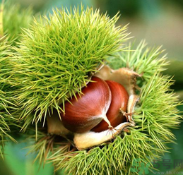 吃板栗會(huì)便秘嗎？板栗吃多了會(huì)便秘嗎？