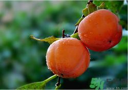 空腹能吃柿子嗎？空腹能吃柿子的危害