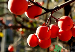 空腹能吃柿子嗎？空腹能吃柿子的危害