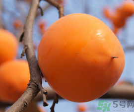 空腹吃柿子好嗎？空腹吃柿子會(huì)怎么樣？