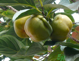 空腹吃柿子好嗎？空腹吃柿子會(huì)怎么樣？