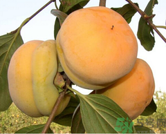 吃柿子會(huì)胖嗎？柿子吃多了會(huì)胖嗎？