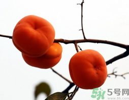 吃柿子會(huì)胖嗎？柿子吃多了會(huì)胖嗎？