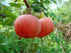 柿子吃了上火嗎？吃柿子上火嗎？