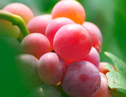 柿子吃了上火嗎？吃柿子上火嗎？