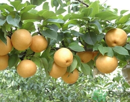 吃豐水梨的好處？豐水梨好吃嗎？