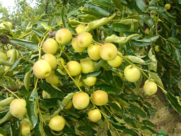 冬棗裂開是怎么回事?冬棗裂口還能吃嗎? 冬棗裂開是怎么回事?冬棗裂口還能吃嗎?