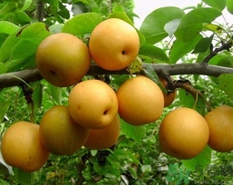 吃豐水梨的好處？豐水梨好吃嗎？