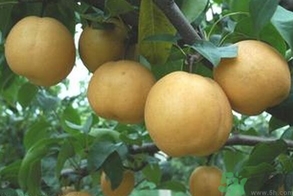 吃豐水梨的好處？豐水梨好吃嗎？