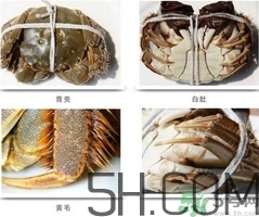 毛蟹和大閘蟹哪個(gè)貴?毛蟹和大閘蟹的區(qū)別 毛蟹和大閘蟹哪個(gè)貴?毛蟹和大閘蟹的區(qū)別