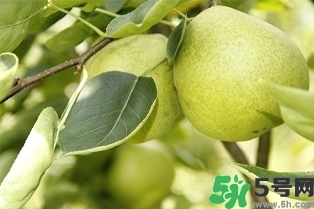 梨子不能和什么一起吃？梨子不能與什么同食？