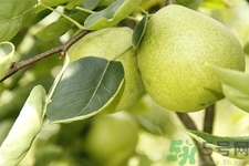 梨子是熱性還是涼性？梨子是溫性還是寒性？