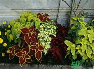 紫蘇葉是什么東西？紫蘇葉的功效與作用及禁忌