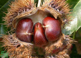 板栗可以放冰箱嗎？板栗能放多久？