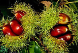 板栗可以放冰箱嗎？板栗能放多久？