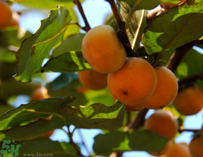 野柿子能吃嗎？野柿子怎么做好吃？