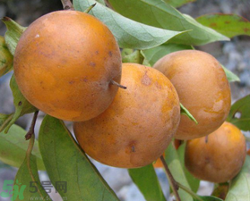 野柿子能吃嗎？野柿子怎么做好吃？