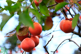 野柿子能吃嗎？野柿子怎么做好吃？