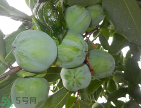 孕婦可以吃青柿子嗎？青柿子孕婦可以吃嗎？