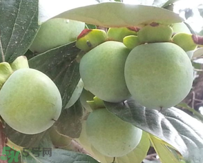 孕婦可以吃青柿子嗎？青柿子孕婦可以吃嗎？