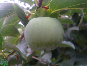 孕婦可以吃青柿子嗎？青柿子孕婦可以吃嗎？