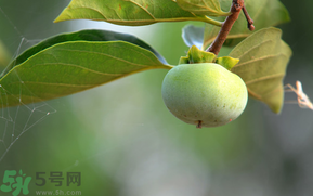 孕婦可以吃青柿子嗎？青柿子孕婦可以吃嗎？