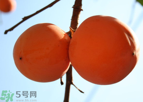 為何叫懶柿子？懶柿子的營養(yǎng)價值？