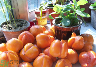 為何叫懶柿子？懶柿子的營養(yǎng)價值？