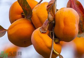 為何叫懶柿子？懶柿子的營養(yǎng)價值？