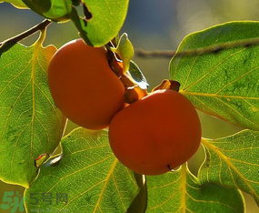 懶柿子吃多了會(huì)怎么樣？懶柿子吃多了好嗎