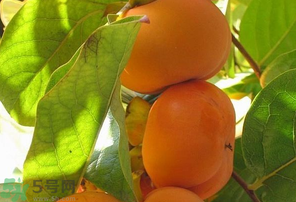 懶柿子吃多了會(huì)怎么樣？懶柿子吃多了好嗎