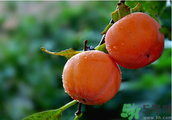 柿子可以和香蕉一起吃嗎？香蕉和柿子能一起吃嗎？