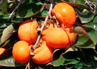 柿子可以和蝦一起吃嗎？柿子和蝦能一起吃嗎？