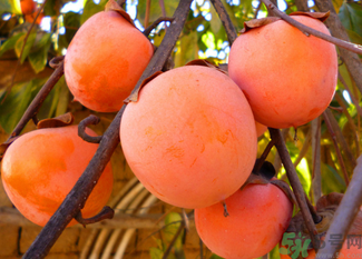 柿子可以和蝦一起吃嗎？柿子和蝦能一起吃嗎？